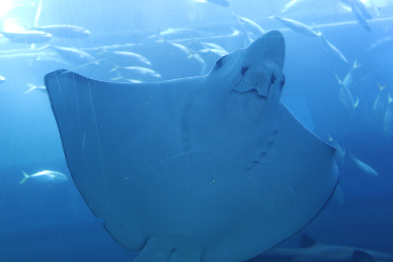 Dubai Aquarium 3