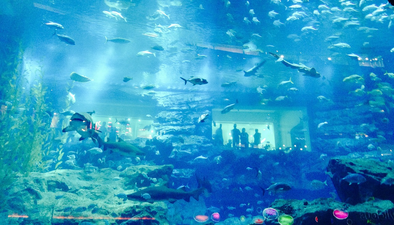 Dubai Aquarium 2