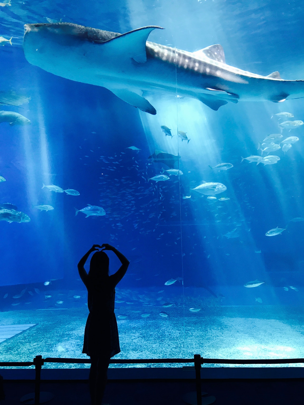 Dubai Aquarium 4