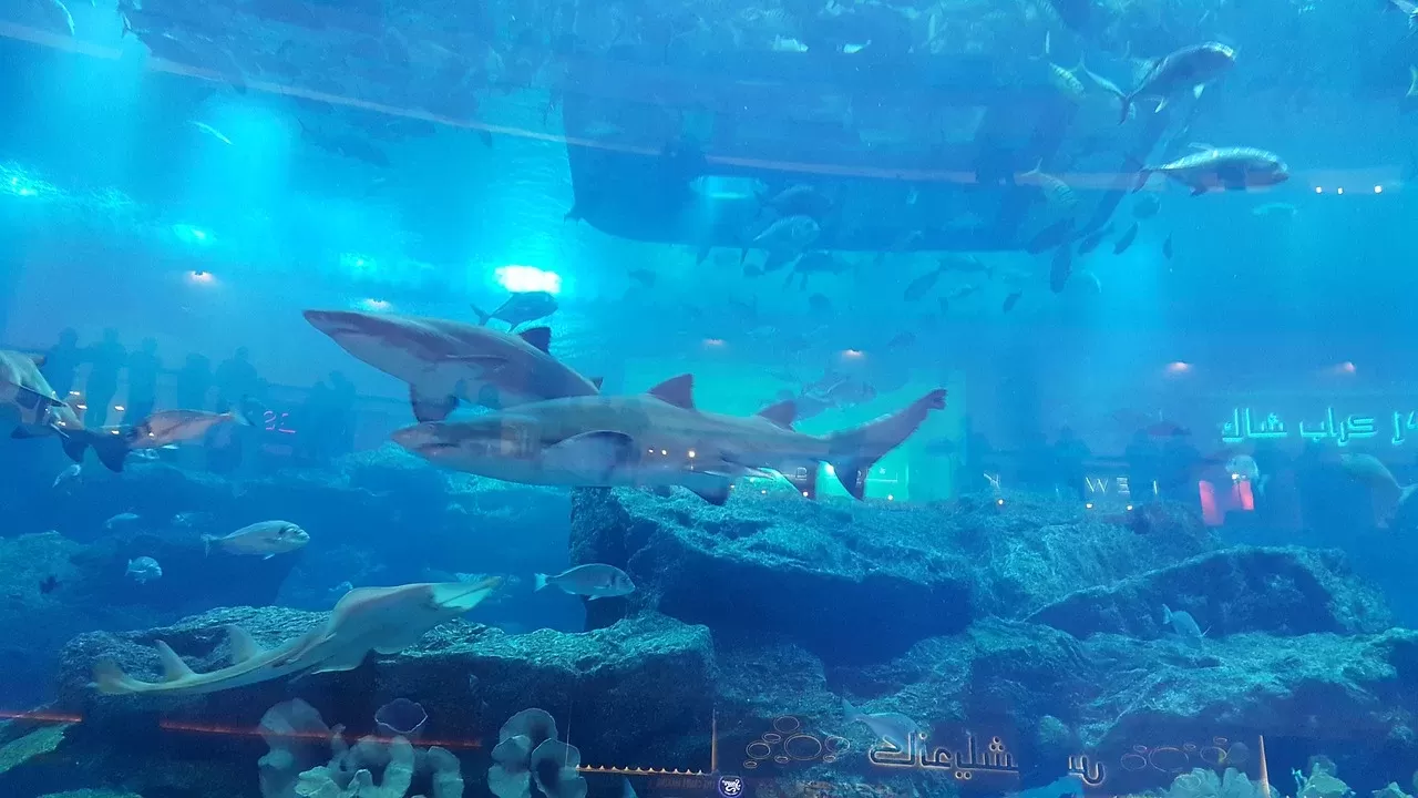 Dubai Aquarium Haie